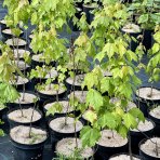 Javor červený (Acer rubrum) - výška 40-60 cm, kont. C3L